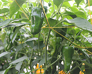 ピーマン | 農作物紹介 | 農業のこと | 松山市農業協同組合