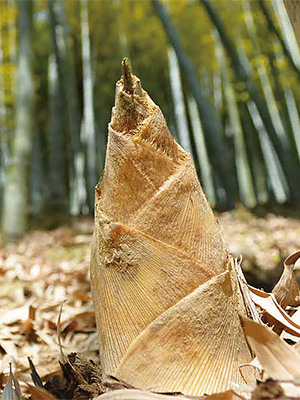 タケノコ | 農作物紹介 | 農業のこと | 松山市農業協同組合