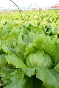 冬野菜