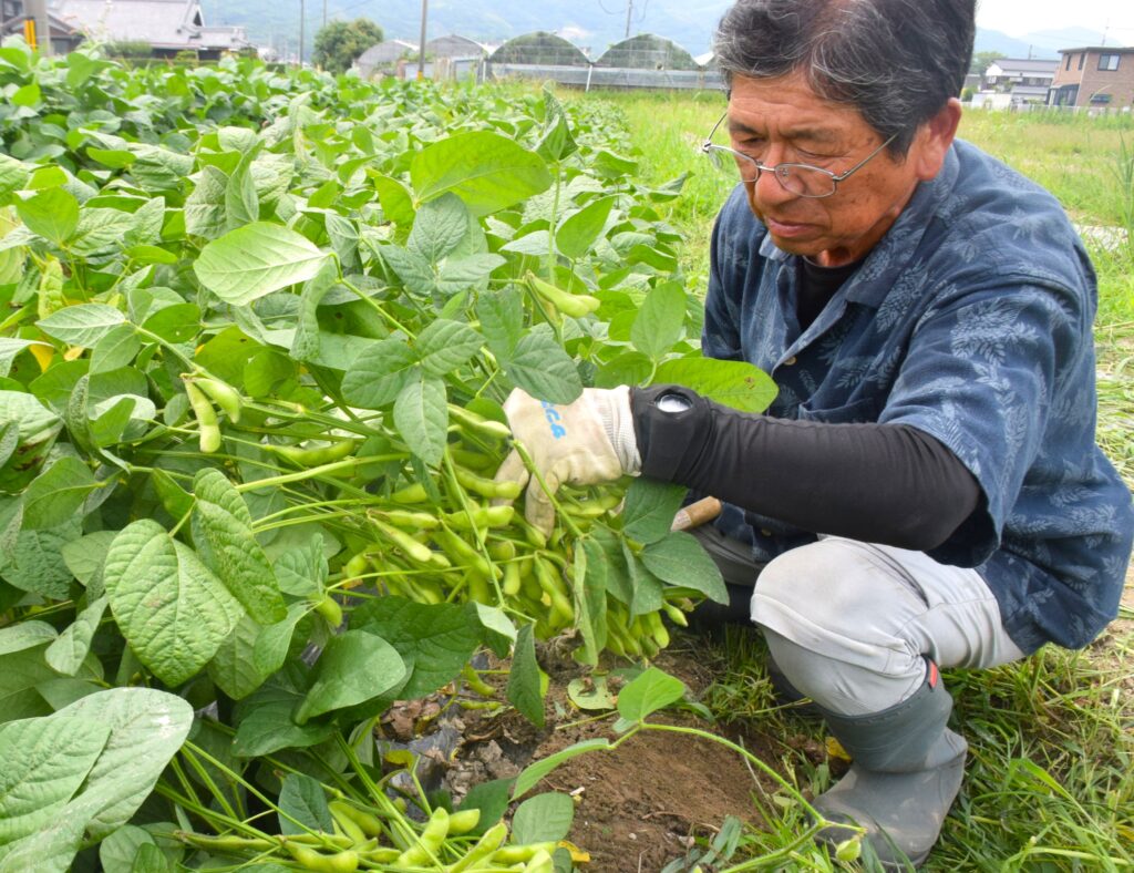 エダマメ出荷最盛！仕上がり良好